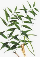 Periploca sepium Bge.:disegno di albero ed erba