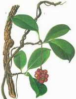 Piper kadsura Choisy Ohwi.:Zeichnung von Pflanze und Kraut