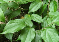 Piper kadsura Choisy Ohwi.:growing plant