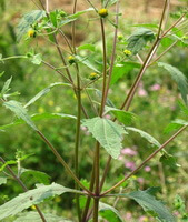 Siegesbeckia orientalis L.:blühende Pflanze