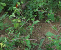 Siegesbeckia orientalis L.:pianta in fiore
