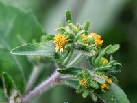 Siegesbeckia pubescens Makino:blomstrende plante