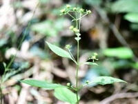 Siegesbeckia pubescens Makino:plante à fleurs