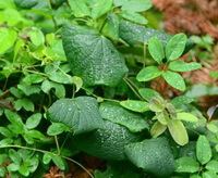 Sinomenium acutum Thunb.Rehd.et Wils.:foglie in crescita