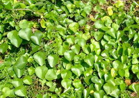 Sinomenium acutum Thunb.Rehd.et Wils.:Kletterpflanzen