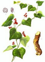 Stephania tetrandra S. Moore.:Zeichnung von Pflanze und Kraut