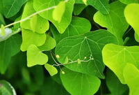 Stephania tetrandra S. Moore.:stems and leaves