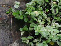 Trachelospermum jasminoides Lindl.Lem.:pianta in crescita