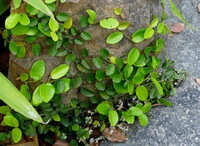 Trachelospermum jasminoides Lindl.Lem.:pianta in crescita
