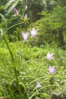 Adenophora stricta Miq.:flowering plant