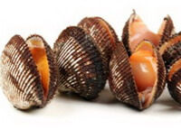 Plusieurs mollusques vivants brunâtres de l Arca subcrenata Lischke.