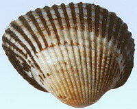 Coquille de l Arca subcrenata Lischke.