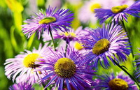 Aster tataricus L.f.:blomster