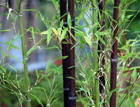 Bambusa tuldoides Munro.:pianta in crescita