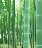 Bambusa tuldoides Munro.:pianta in crescita