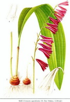 Cremastra appendiculata D.Don Makino.:plante à fleurs