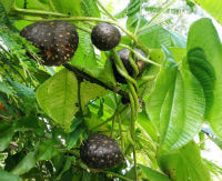 Dioscorea bulbifera:wachsende Pflanze mit Früchten