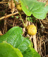 Dioscorea bulbifera L.:wachsende Pflanze mit Früchten