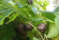 Dioscorea bulbifera L.:wachsende Pflanze mit Früchten