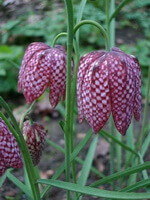 flowering plants of Fritillaria cirrhosa D.Don.,with three pendulous purple flowers