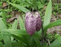 Blomstrende planter af Fritillaria cirrhosa D.Don.,med en hængende lilla blomst