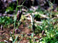 blomstrende planter af Fritillaria cirrhosa D.Don var. ecirrhosa Franch., med flere hængende lilla blomster