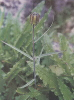 en blomstrende busk af Fritillaria cirrhosa D.Don var. ecirrhosa Franch.