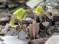 blomstrende planter af Fritillaria delavayi Franch., Med tre hængende gullige grønne blomster