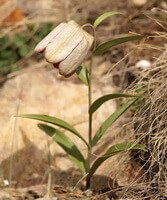 a flowering plant of Fritillaria pallidiflora Schrenk