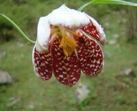 a pied red flower of Fritillaria pallidiflora Schrenk