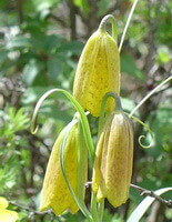 en blomstrende plante af Fritillaria przewalskii Maxim. med tre gule hængende blomster