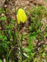 a flowering plant of Fritillaria przewalskii Maxim.,with one yellow pendulous flower and green leaves