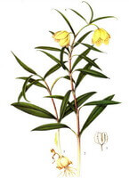 a drawing of Fritillaria thunbergii Miq,whole plant with flower petals,flower buds and rhizome