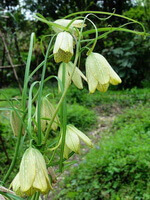 en blomstrende plante af Fritillaria thunbergii Miq, med otte blomster