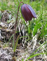 en blomstrende plante af Fritillaria unibracteata Hsiao et K.C.Hsia,med en lilla hængende blomst