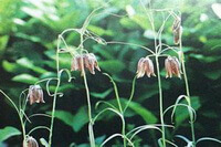 plusieurs plantes à fleurs de Fritillaria ussuriensis Maxim, avec des fleurs pourpres pendantes