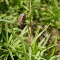 en blomstrende busk af Fritillaria ussuriensis Maxim