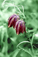 a flowering plant of Fritillaria ussuriensis Maxim,with two purple pendulous flowers