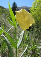 a flowering plant of Fritillaria walujewii Regel,with a yellow flower petal