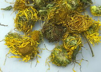 Inula Flower:herb photo.