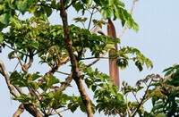 albero fruttifero di Oroxylum indicum, con un baccello pendulo appeso a un ramoscello.