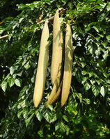 albero fruttifero dell Oroxylum indicum L. Vent, con tre baccelli penduli