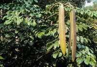 un arbre fruitier de Oroxylum indicum L. Vent, avec deux gousses pendantes