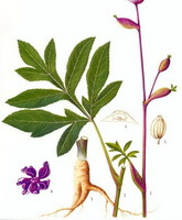Peucedanum decursivum Maxim.:tegning af plante og urter