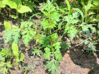 Peucedanum praeruptorum Dunn:arbusto in crescita