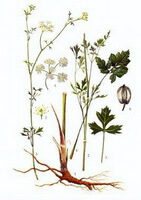 Peucedanum praeruptorum Dunn.:Zeichnung von Pflanze und Kraut