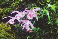 Pleione bulbocodioides Franch.Rolfe.:flowering plant