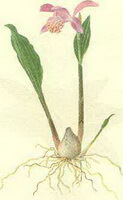 Pleione yunnanensis Rolfe.tegning af plante og urter
