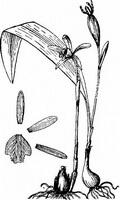 Pleione yunnanensis Rolfe.Zeichnung von Pflanze und Kraut