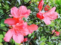 blomstrende træ af Rhododendron dauricum med flere røde blomster